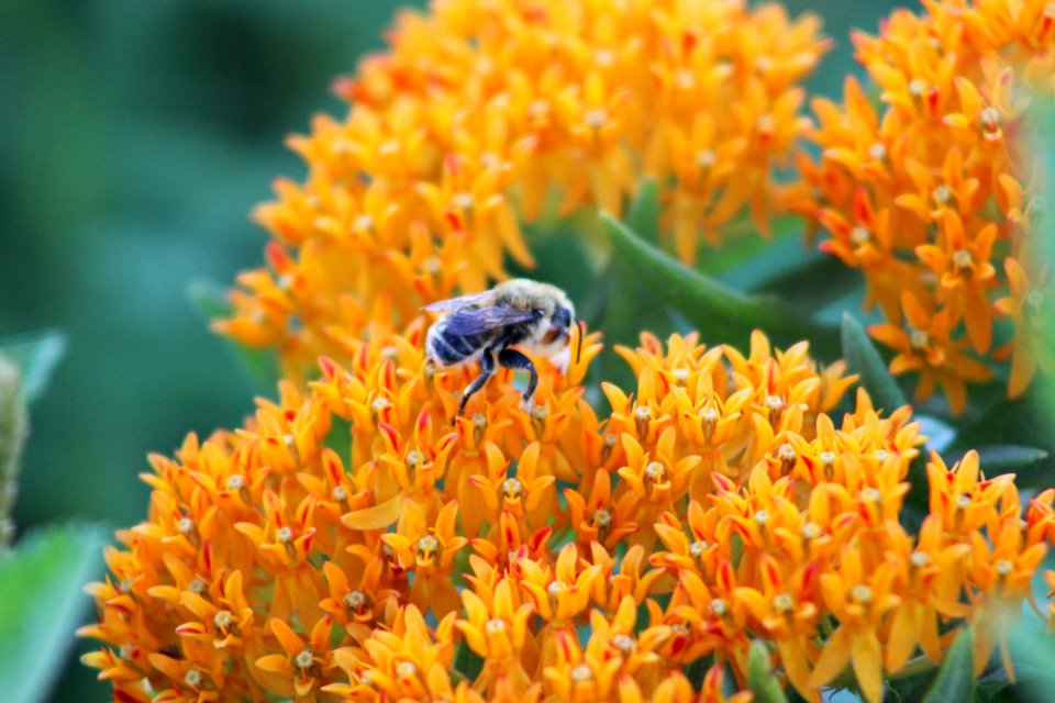 Bee on Butterfly Milkweed