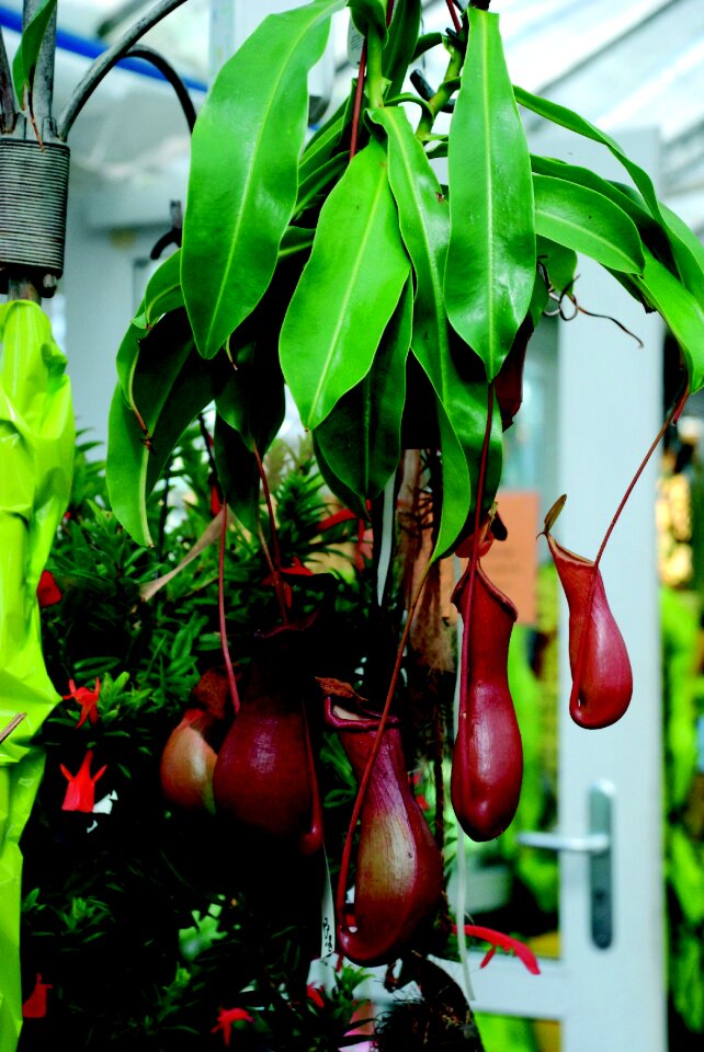 Nature flora tropics