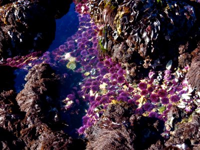 Yaquina Head Natural Area at Oregon Coast
