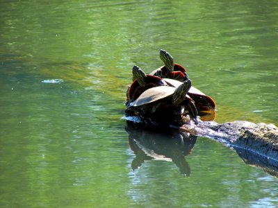 Western Turtles at Steigerwald Lake NWR in WA