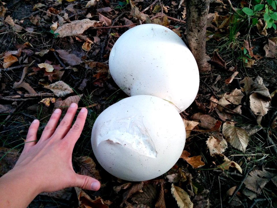 Giant Puffball Mushrooms