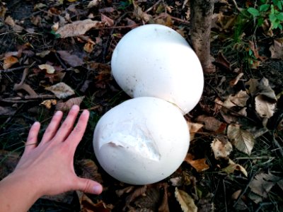 Giant Puffball Mushrooms