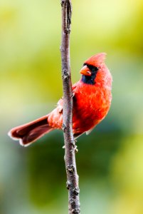 Northern Cardinal (male) photo