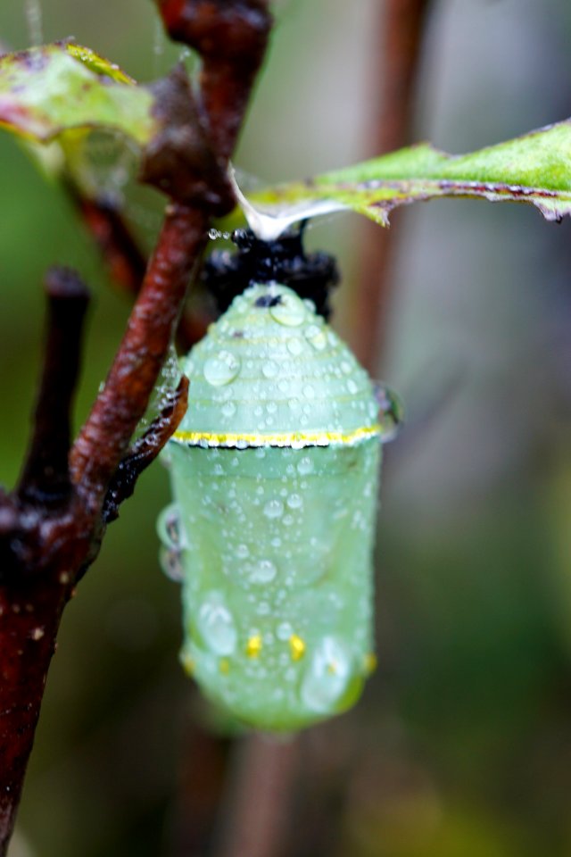 Monarch Butterfly Chrysalis photo