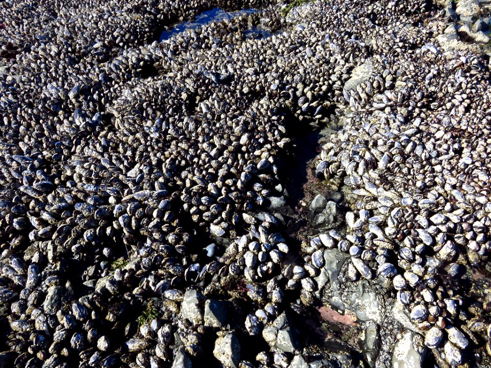Yaquina Head Natural Area at Oregon Coast
