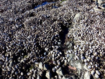 Yaquina Head Natural Area at Oregon Coast