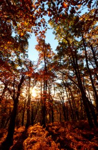 Sunshine Through Fall Forest