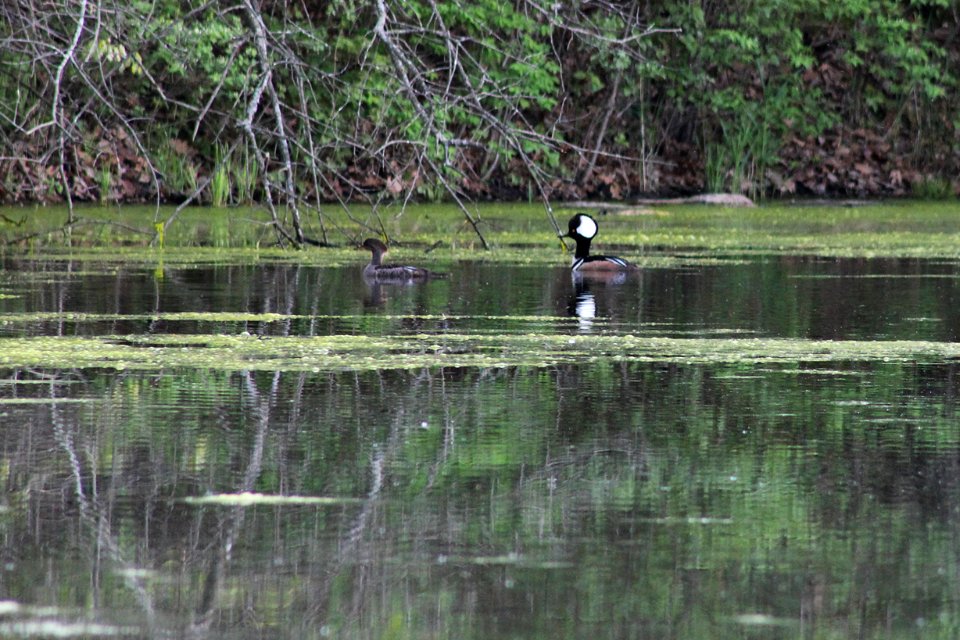 A Pair of Hooded Mergansers photo