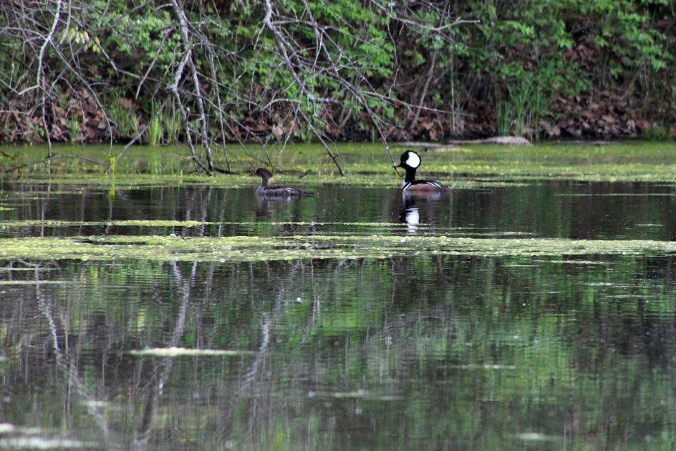 A Pair of Hooded Mergansers