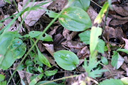 Wood Frog