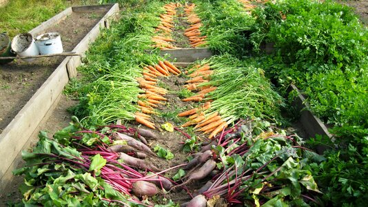 Harvest vegetable garden elitexpo