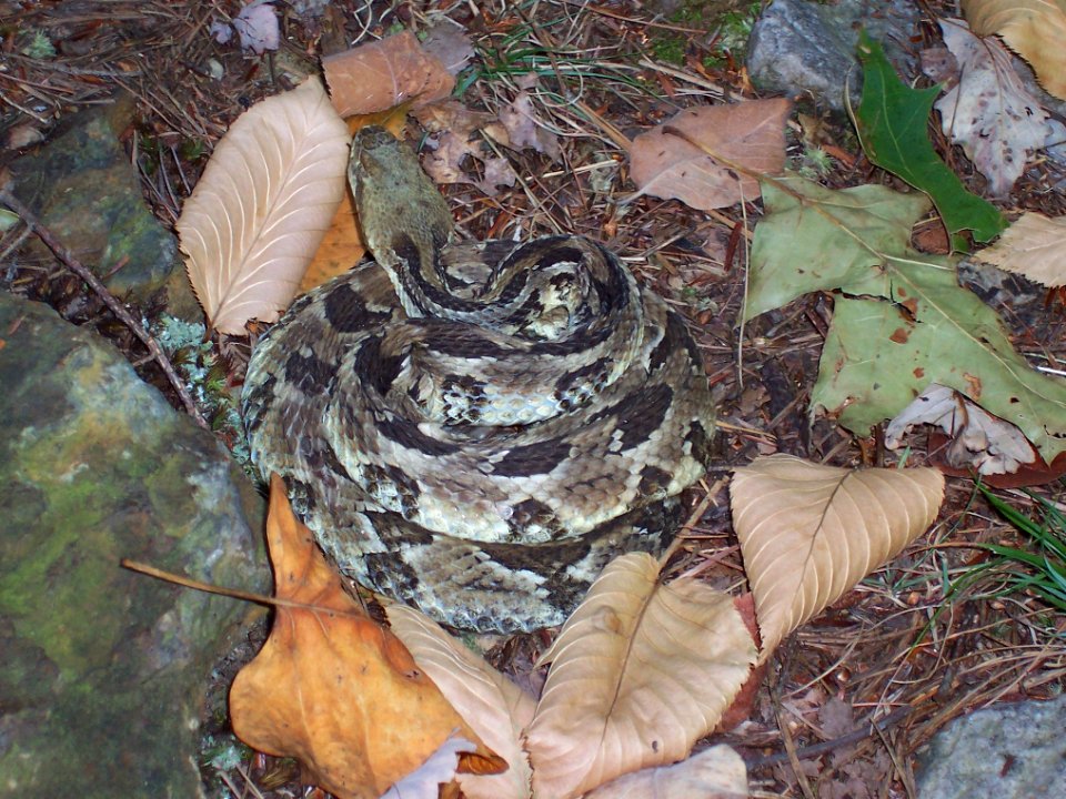 Eastern Timber Rattlesnake