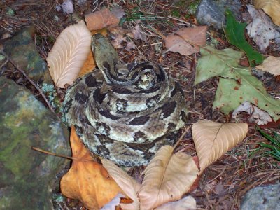 Eastern Timber Rattlesnake