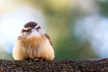 Carolina Wren