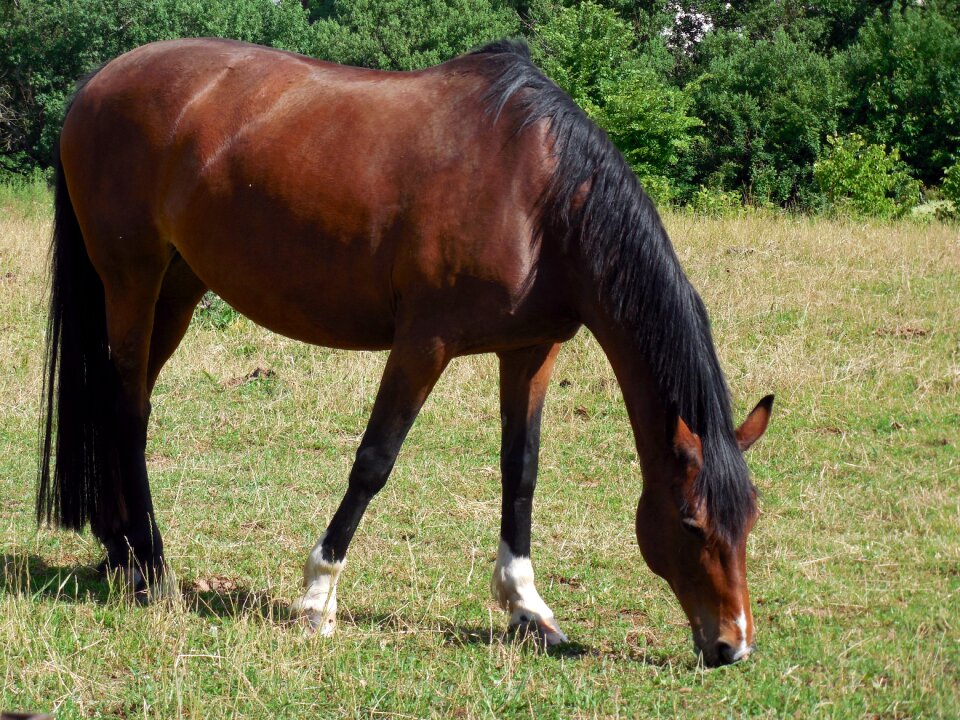 Graceful pferdeportait pasture