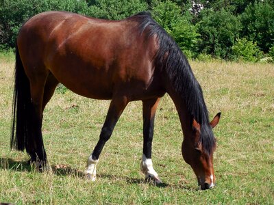 Graceful pferdeportait pasture