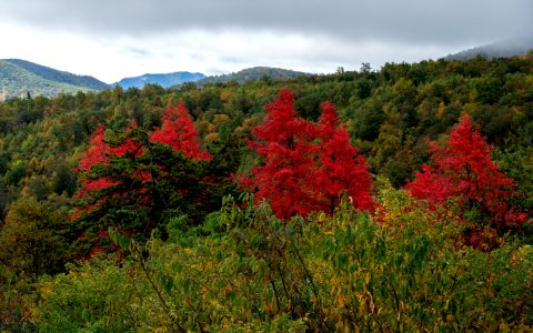 Vivid Fall Maples at Hazel Mountain photo