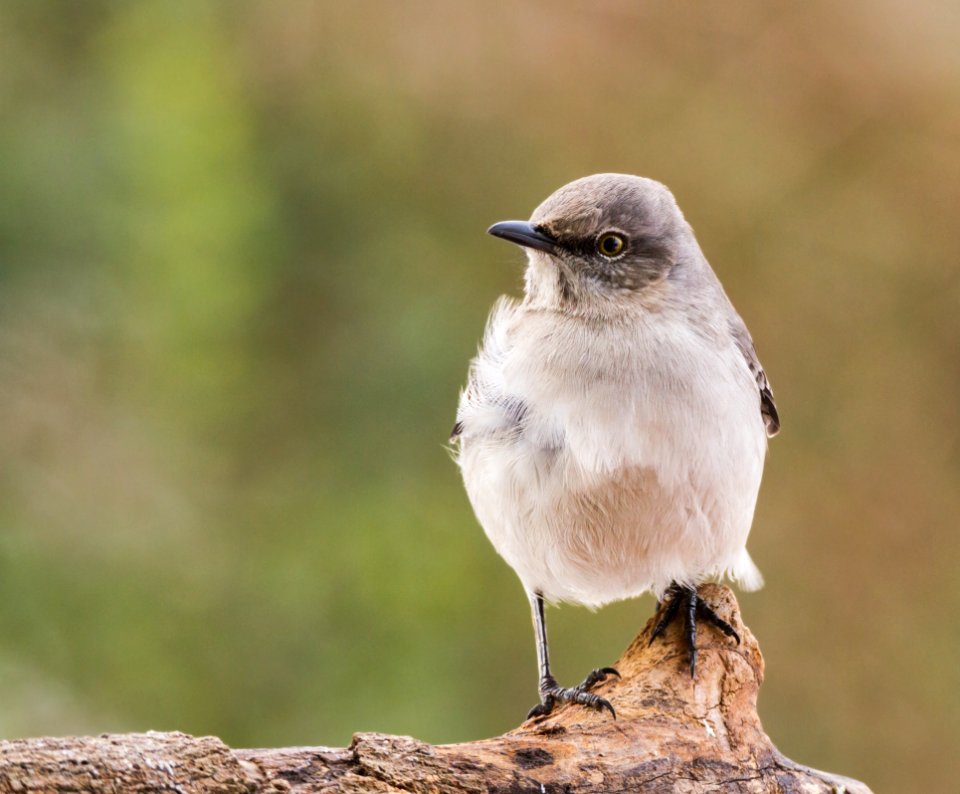 Northen Mockingbird