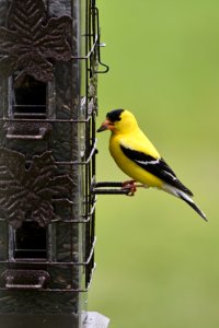 American goldfinch photo