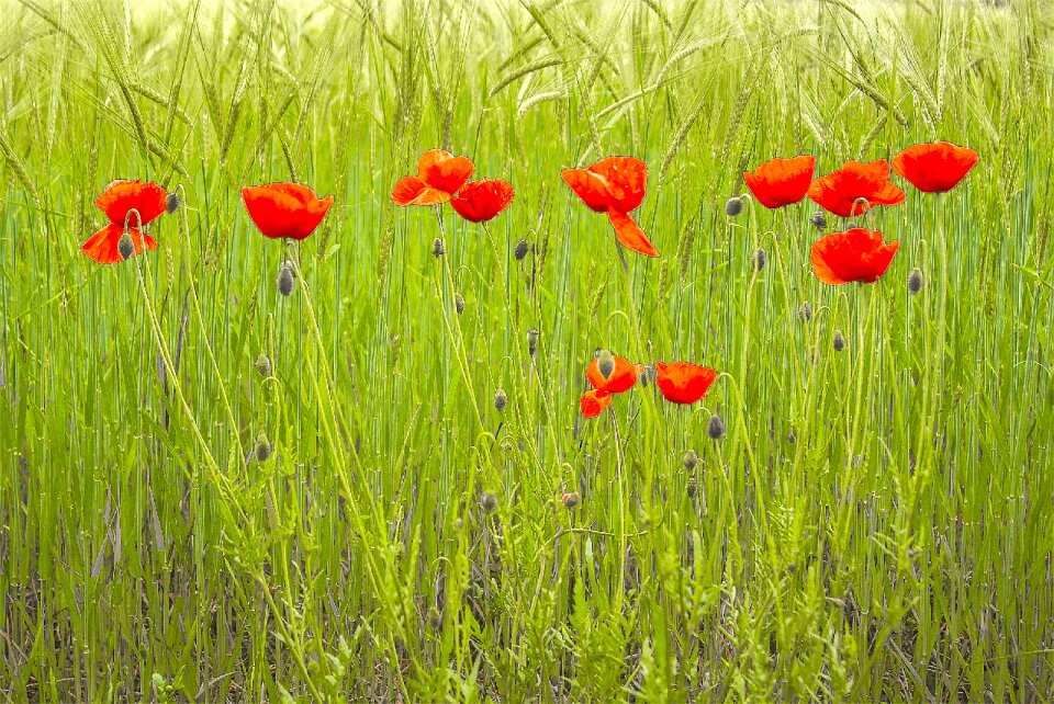 Nature wild flowers spring