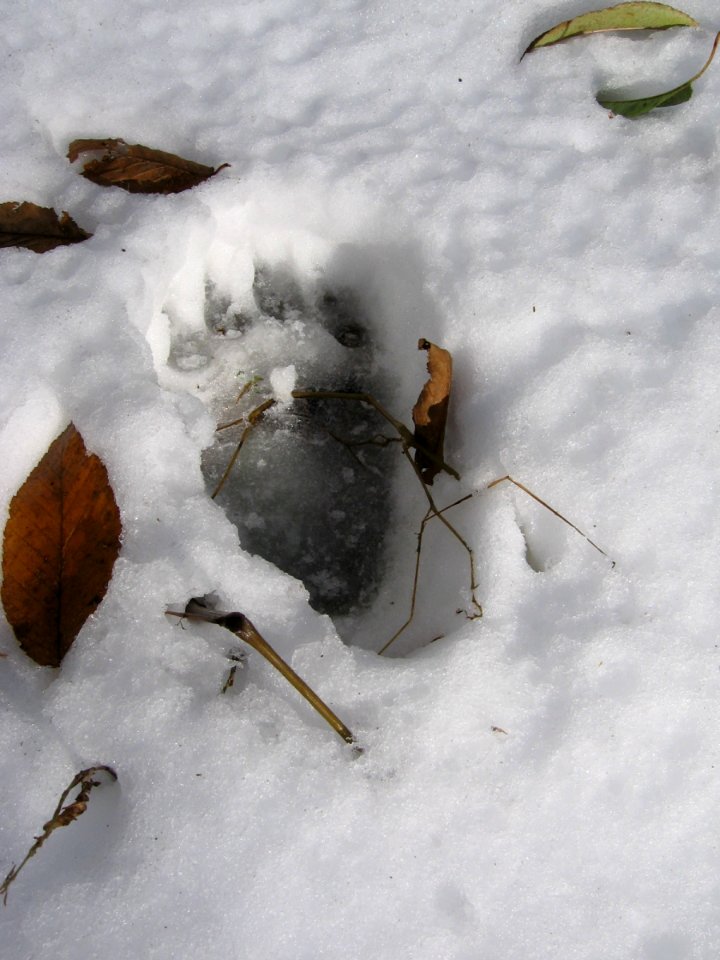 Bear track in snow