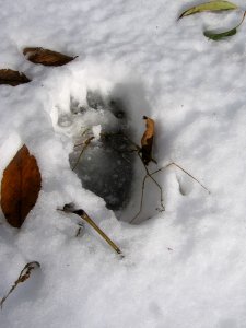 Bear track in snow photo