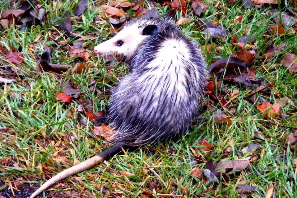 Virginia Opossum