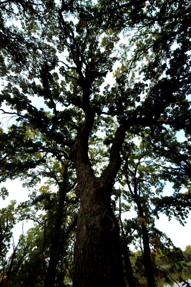 Looking up