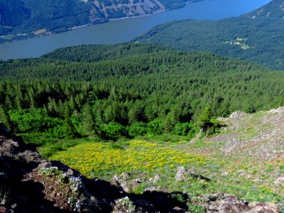 Dog Mountain Trail in Washington