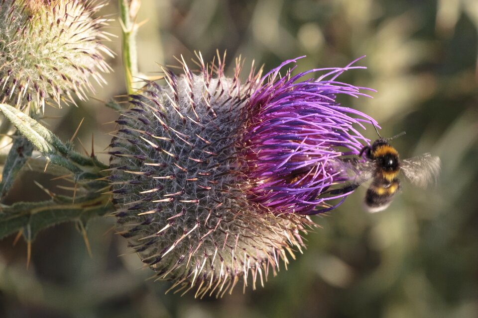 Macro nature wild life