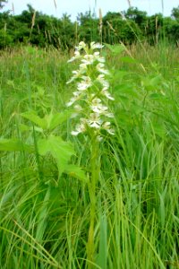 Eastern Prairie Fringed Orchid By USFWS photo