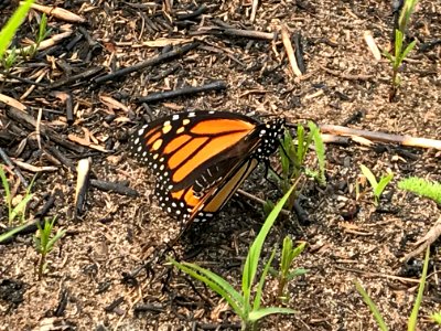 Monarch butterfly resting on milkweed photo