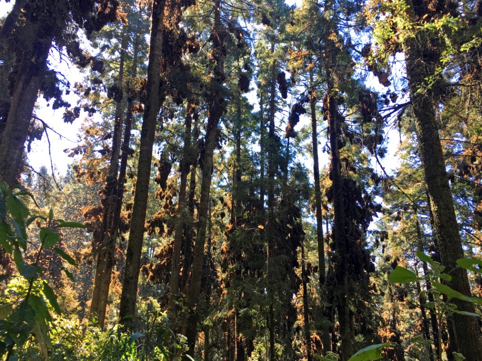Wintering monarchs roosting in clusters in Mexico