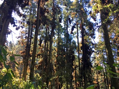 Wintering monarchs roosting in clusters in Mexico