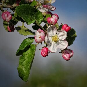 Bloom orchard apple tree blossom