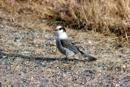 Gray Jay