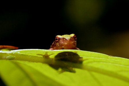 Frog on a Leaf