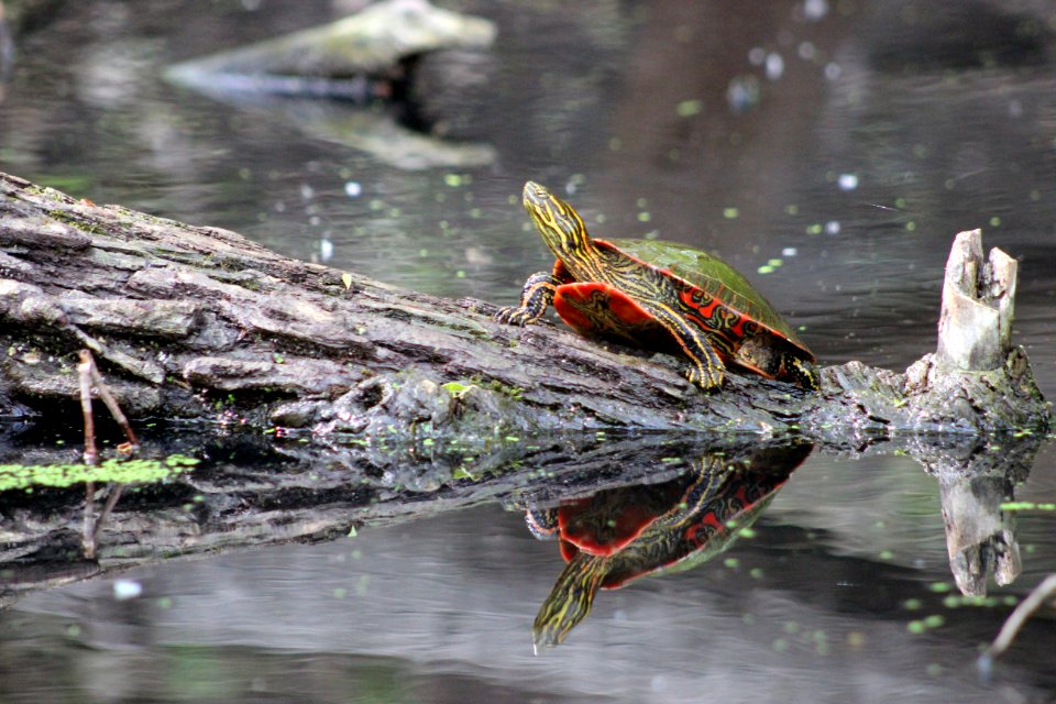 Western Painted Turtle