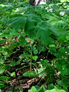 Mayapple photo