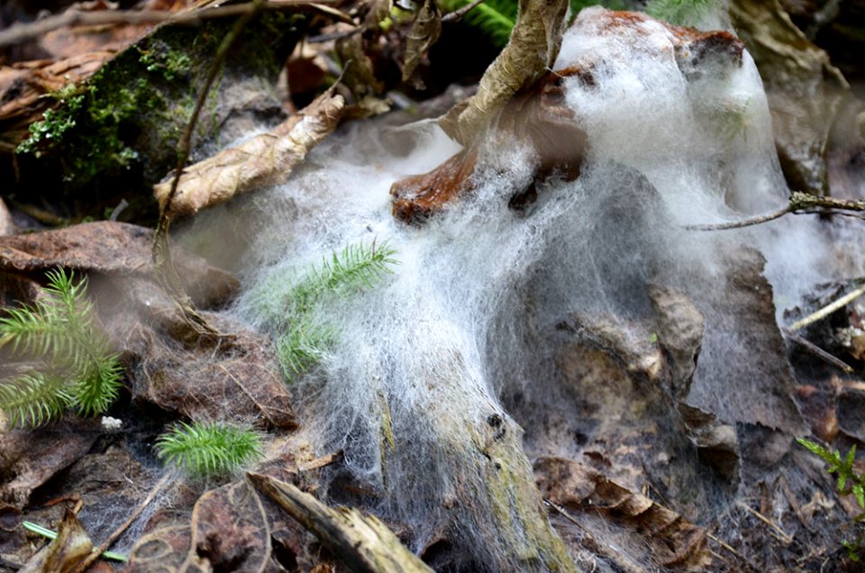 Cobweb Mold