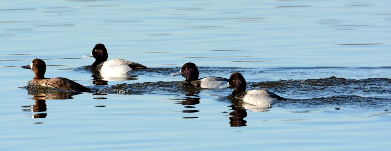 Scaup in Ingham County, MI