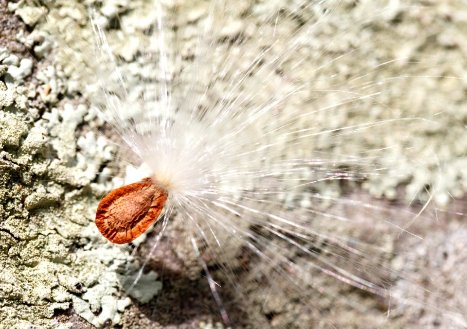 MilkweedSeed Macro nl