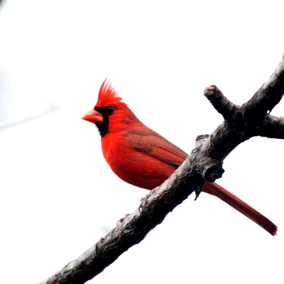 Northern Cardinal