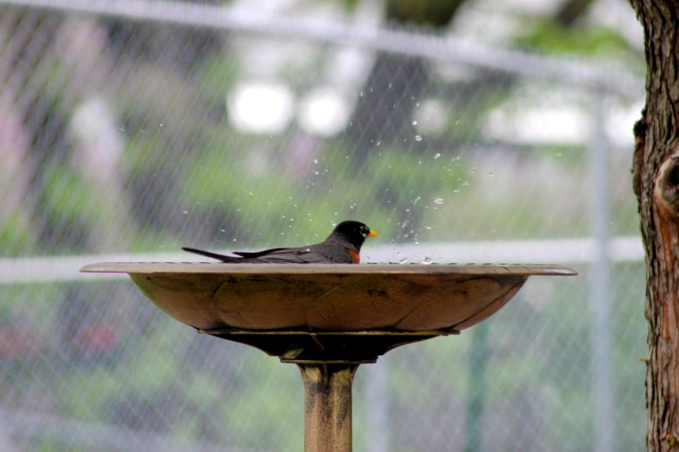 American Robin Bathing
