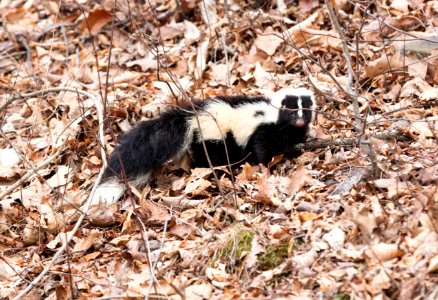 Striped Skunk