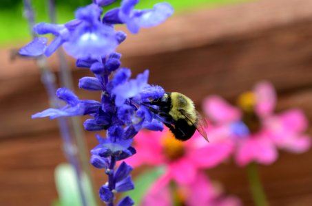 Bumble bee in a salvia bloom photo