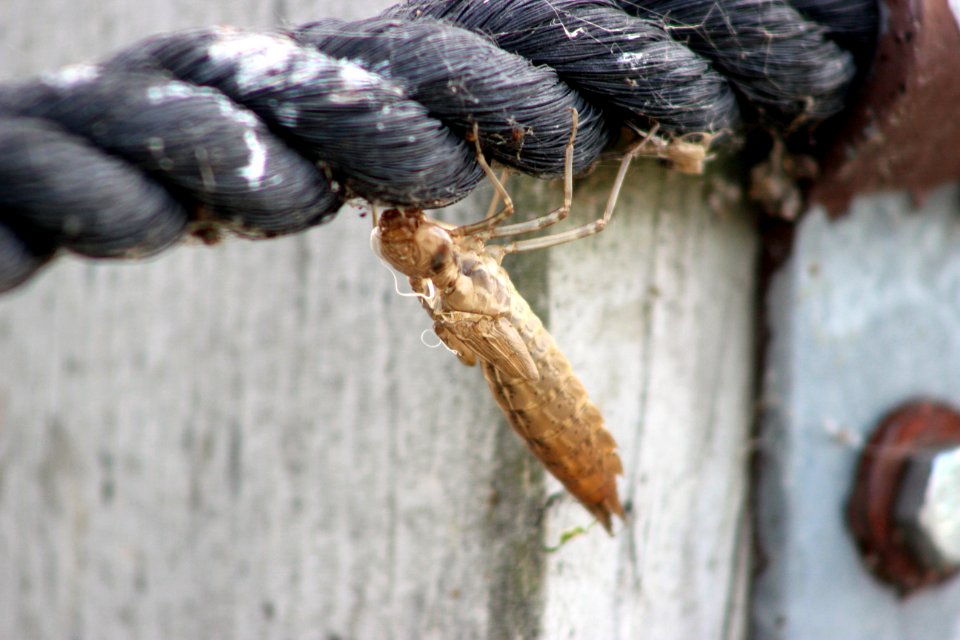 Dragonfly Exuvia