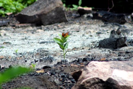 Monarch Butterfly on Milkweed photo