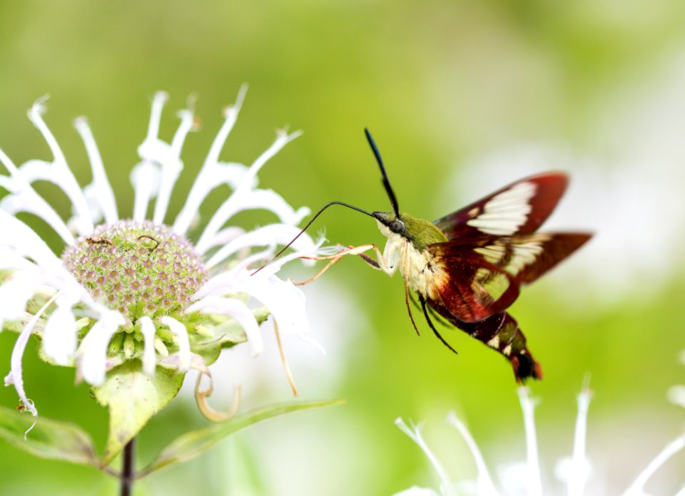 Clearwing Hummingbird Moth