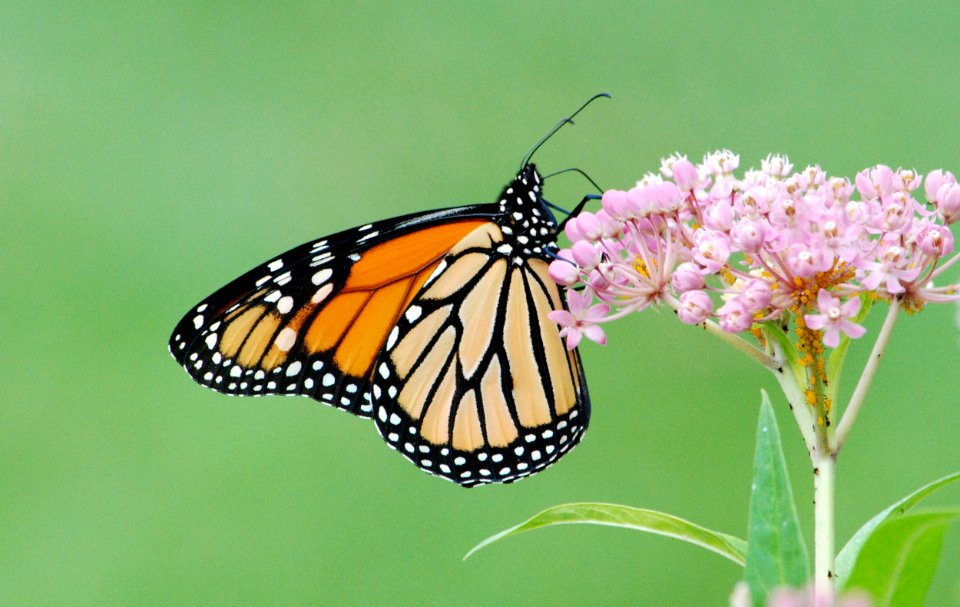 Monarch Butterfly on Swamp Milkweed photo